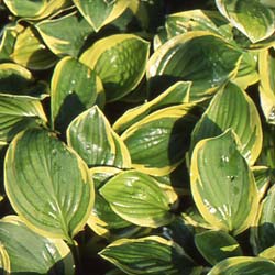 Hosta 'Carnival'